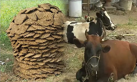 மாட்டு சாணத்தை பல கோடி ரூபாய்க்கு ஏற்றுமதி செய்யும் இந்தியா