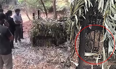 திருப்பதி: பீதியை ஏற்படுத்திய சிறுத்தை சிக்கியது