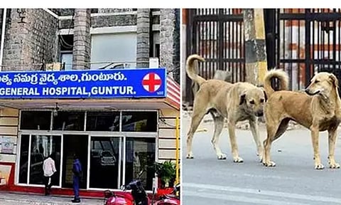 4 வயது சிறுவனை கடித்துக்கொன்ற நாய் - அதிர்ச்சி சம்பவம்