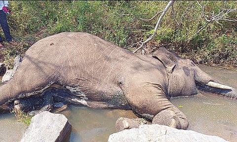 இரு யானைகளுக்கிடையே பயங்கர சண்டை: ஒரு யானை உயிரிழப்பு