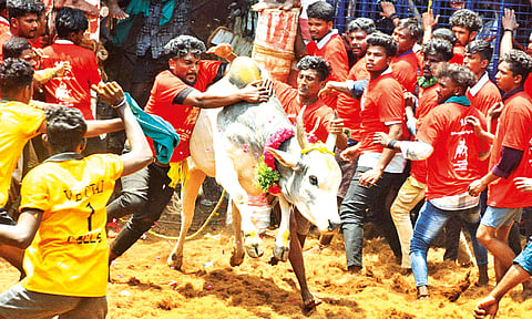 உசிலம்பட்டி அருகே ஜல்லிக்கட்டு போட்டி: 51 பேர் காயம்