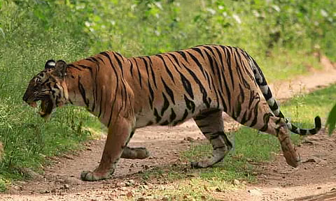 மத்தியபிரதேசம்: புலி கடித்து குதறியதில் சிறுவன் பலி