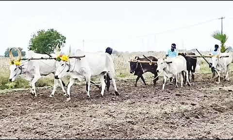 தமிழ் புத்தாண்டையொட்டி பொன் ஏர் பூட்டுதல் நிகழ்ச்சி