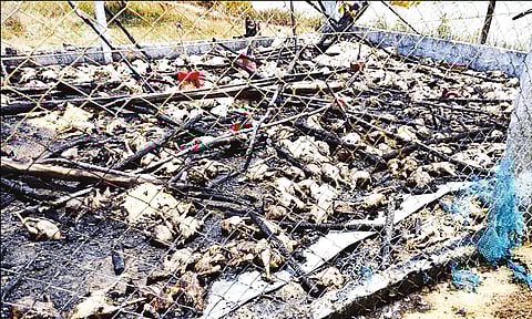 கோழிப்பண்ணையில் பயங்கர தீ விபத்து: 7 ஆயிரம் கோழிகள் கருகி சாவு