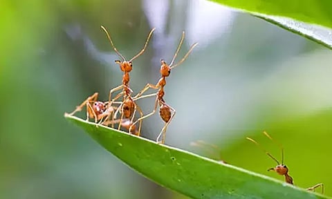 நைஜீரியாவில் 5 ஆயிரம் அரியவகை எறும்புகள் கடத்தல் - 2 சிறுவர்கள் கைது