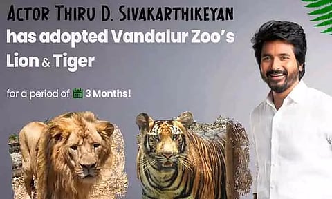 வண்டலூர் பூங்காவில் சிங்கம் மற்றும் புலியை தத்தெடுத்த சிவகார்த்திகேயன்