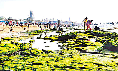 திருச்செந்தூரில் திடீரென உள்வாங்கிய கடல்