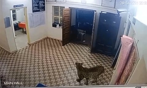 போலீஸ் நிலையத்திற்குள் நுழைந்து காவலரை அலறவிட்ட சிறுத்தை! - அதிர்ச்சி வீடியோ