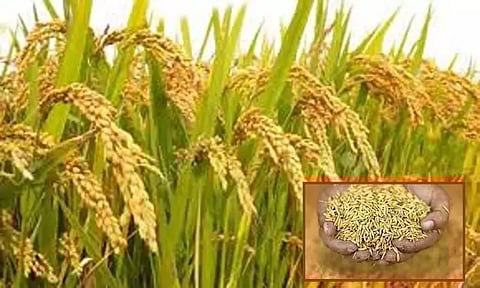 மரபணு மாற்றப்பட்ட நெல் விதை.. மத்திய அமைச்சர் வெளியீடு - தமிழ்நாடு விவசாயிகள் சங்கம் கண்டனம்