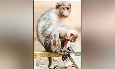 கொடைக்கானலில் இறந்த குட்டியுடன் சுற்றித்திரியும் தாய் குரங்கு