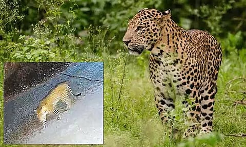 கோத்தகிரி அருகே குடியிருப்பு பகுதியில் உலா வந்த சிறுத்தை - பொதுமக்கள் பீதி