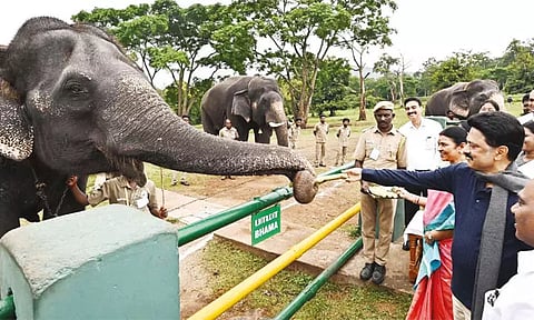 முதுமலையில் யானைக்கு கரும்பு வழங்கி மகிழ்ந்த முதல்-அமைச்சர் மு.க.ஸ்டாலின்
