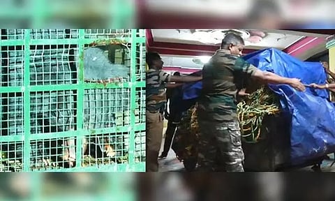 நெல்லை: பொதுமக்களை அச்சுறுத்திய கரடி பிடிபட்டது...!