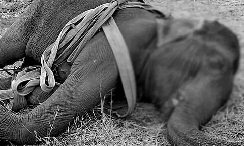 கோவையில் சிகிச்சை பெற்று வந்த யானை உயிரிழப்பு