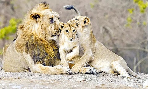 குஜராத்தில் சிங்கங்களின் எண்ணிக்கை 891 ஆக உயர்வு