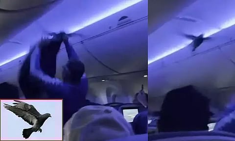 அமெரிக்கா: விமானத்திற்குள் பறந்த புறாக்கள்!