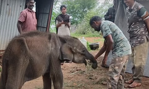 தாயை பிரிந்த குட்டி யானை: மீண்டும் சேர்த்துவைக்க வனத்துறை தீவிர முயற்சி