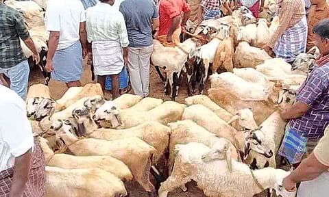 பக்ரீத் பண்டிகை: மதுரை மேலூர் சந்தையில் ரூ.5 கோடிக்கு ஆடுகள் விற்பனை