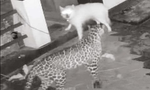 நீலகிரி: வீட்டுக்குள் நுழைய முயன்ற சிறுத்தையை விரட்டிய வளர்ப்பு நாய்