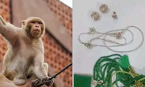 ரூ. 20 லட்சம் மதிப்புள்ள நகைகள் இருந்த பையை பறித்துச்சென்ற குரங்கு; பல மணிநேரத்திற்குப்பின் மீட்பு