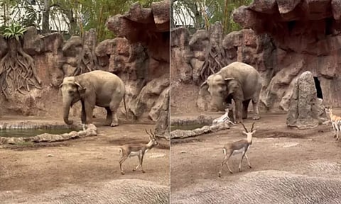 காட்டில் துளிர்த்த இரக்கம்; மான் குட்டியை காப்பாற்றிய யானை: வைரலான வீடியோ