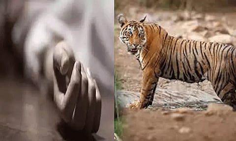 மராட்டியத்தில் புலி தாக்கி மேலும் ஒரு பெண் பலி