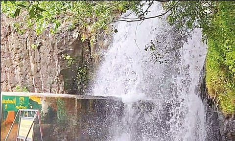 தொடர் மழை.. அகஸ்தியர் அருவியில் குளிக்க தடை