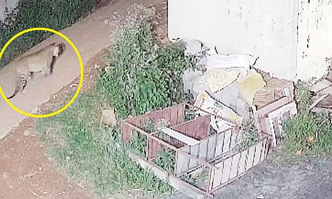 நீலகிரி: அரசு பள்ளியில் சிறுத்தை நடமாட்டம்