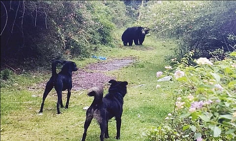 நீலகிரி: மசினக்குடி அருகே கரடி நடமாட்டம்
