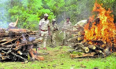 கர்நாடகா: விஷம் வைத்து கொல்லப்பட்ட புலிகள் - 6 பேரிடம் வனத்துறை விசாரணை