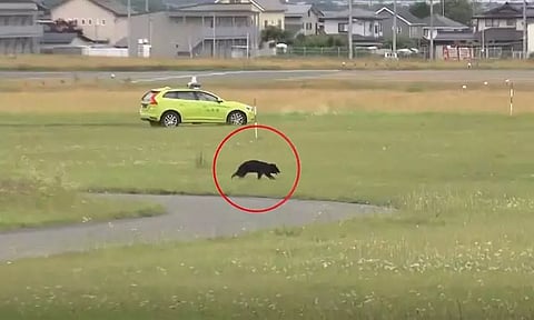 விமான நிலைய ஓடுதளத்தில் சுற்றித்திரிந்த கரடி: விமானங்கள் ரத்து