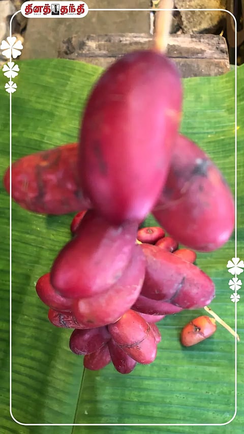 ஈச்சம் பழத்தின் நன்மைகள்..!