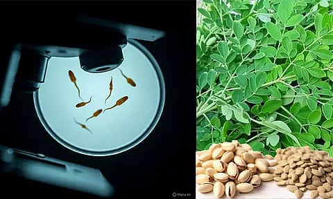 விந்தணுக்களின் வீரியத்தை அதிகரிக்க செய்யும் உணவுகள்