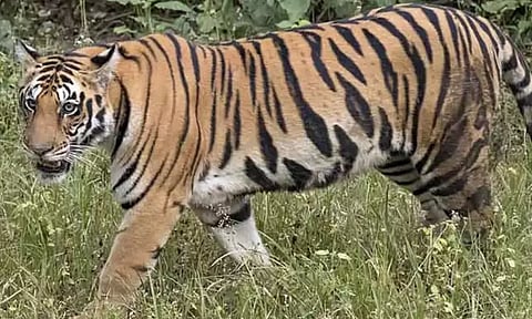 திருமலையில் மீண்டும் சிறுத்தை நடமாட்டம் - பக்தர்களுக்கு எச்சரிக்கை