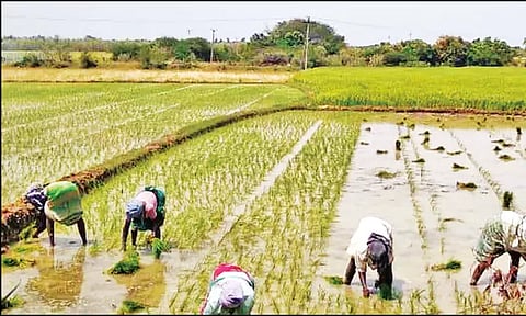 மேட்டூர் அணை திறப்பு: குறுவை சாகுபடி பணியில் விவசாயிகள் தீவிரம்