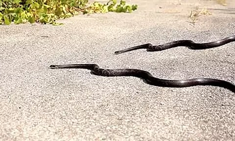 கோப்புப்படம் 