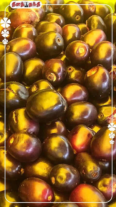 மூலநோயை தடுக்கும் நாவல்பழம் !!