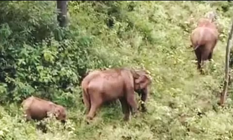 கோத்தகிரி-மேட்டுப்பாளையம் சாலையில் காட்டு யானைகள் முகாம்: வாகன ஓட்டிகளுக்கு எச்சரிக்கை