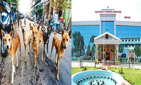 தூத்துக்குடி மாநகராட்சியில் தெரு நாய்கள் குறித்த புகார்களுக்கு கட்டணமில்லா எண் அறிவிப்பு