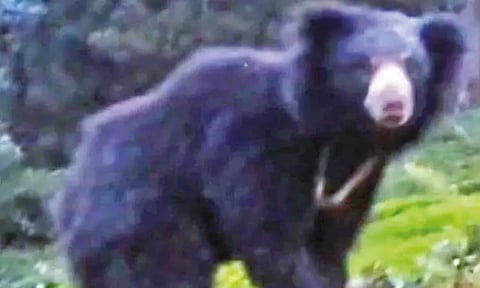 நீலகிரி: தேயிலை தோட்டத்தில் கரடி உலா - தொழிலாளர்கள் அச்சம்