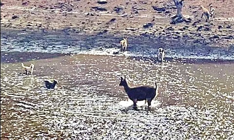 கொடைக்கானல் அணையில் தண்ணீருக்குள் நடந்த கண்ணீர் யுத்தம்: வேட்டையாட வந்த நாய்களுக்கு விடை கொடுத்த மான்