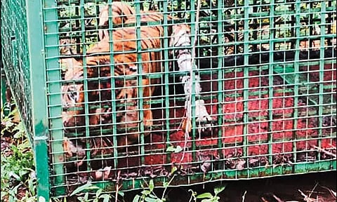 கேரளாவில் 2 மாதங்களுக்கு பிறகு ஆட்கொல்லி புலி பிடிபட்டது