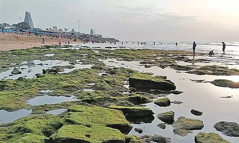 100 அடிக்கு உள்வாங்கிய திருச்செந்தூர் கடல்