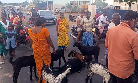 தூத்துக்குடியில் விஷம் வைத்து ஆடுகள் சாகடிப்பு: பொதுமக்கள் சாலை மறியல்