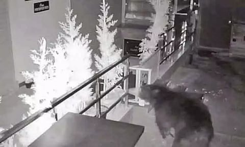 நீலகிரி: குன்னூர் அருகே குடியிருப்புக்குள் புகுந்த கரடி