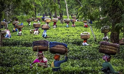 இந்தியாவில் தேயிலை ஏற்றுமதி நடப்பு நிதியாண்டில் உயர்வு