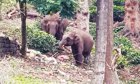 நீலகிரி: சுற்றுலா பயணிகளின் வாகனங்களை விரட்டிய காட்டுயானை