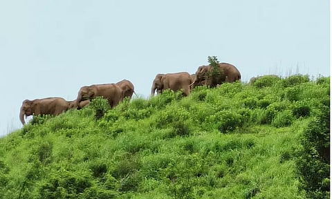 கூடலூர் வனப்பகுதியில் காட்டு யானைகள் அணிவகுப்பு: பொதுமக்கள் அச்சம்