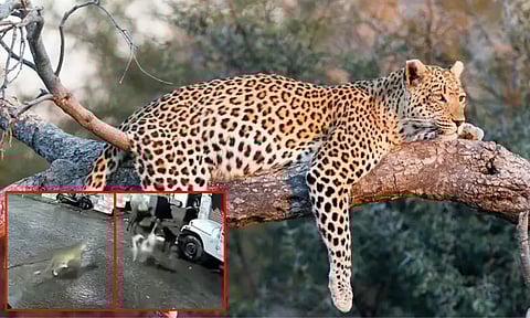 சிறுத்தைப்புலியை, பூனை என நினைத்து துரத்திய தெரு நாய்கள்; அடுத்து... வைரலான வீடியோ