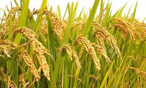 பயிர்க்காப்பீட்டுக்கு கால நீட்டிப்பு செய்ய வேண்டும்: விவசாயிகள் வலியுறுத்தல்